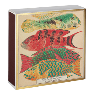 Square Matches, Natural Museum Fish